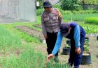 Bhabinkamtibmas-Polsek-Balongbendo-Sambangi-Lahan-Pekarangan-Pangan-Bergizi-di-Desa-Binaan
