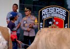 Polres-Bondowoso-Berhasil-Temukan-dan-Kembalikan-3-ekor-Sapi-yang-Hilang-Pemilik-Tersenyum-Riang