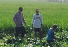 Warga-Desa-Kemantren-Tanam-Sayuran-di-Pekarangan-Pangan-Bergizi,-Bhabinkamtibmas-Lakukan-Pendampingan