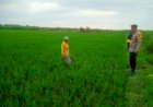 Kanit-Binmas-Polsek-Krembung-Turun-ke-Lahan-Pertanian-Padi