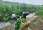 Bhabinkamtibmas-Desa-Jenggot-Apresiasi-Warga-yang-Panen-Sayur-di-Pekarangan-Pangan-Bergizi