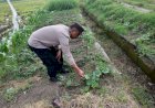 Bhabinkamtibmas-Kedondong-Tinjau-Lahan-Jagung-untuk-Dukung-Program-Ketahanan-Pangan-Nasional