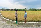 Polsek-Krembung-Dampingi-Perawatan-Lahan-Padi-Demi-Ketahanan-Pangan-di-Desa-Kandangan