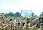 Dukung-Ketahanan-Pangan,-Polres-Bangkalan-Bersama-3-Pilar-Panen-Jagung-Tahap-Kedua