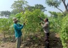 Program-P2B-Polsek-Porong-Dorong-Swasembada-Pangan-di-Desa-Pamotan-Sidoarjo