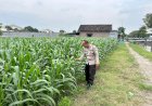 Bhabinkamtibmas-Desa-Simpang-Pantau-Lahan-Melon-dalam-Program-P2B-Polresta-Sidoarjo