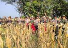Panen-Jagung-di-Desa-Lemujut-Krembung-Dukung-Program-Ketahanan-Pangan
