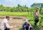 Polsek-Sedati-Optimis-Pengelolaan-Lahan-Jagung-Berhasil-Dukung-Ketahanan-Pangan