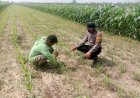 Sukseskan-Asta-Cita-Presiden-Sektor-Ketahanan-Pangan,-Polresta-Sidoarjo-Aktif-Turunkan-Anggota-Pantau-Lahan-Jagung