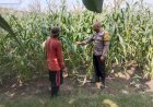 Dukung-Ketahanan-Pangan-Nasional,-Bhabinkamtibmas-Buduran-Dampingi-Petani-Jagung