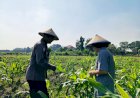 Bhabinkamtibmas-Polsek-Taman-Sambangi-Petani-Jagung-di-Sepanjang,-Dukung-Ketahanan-Pangan-Nasional