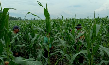 Polisi-Terus-Dampingi-Warga-Bakung-Temenggungan-Kelola-Jagung