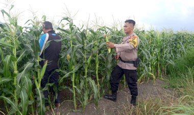 Polsek-Krembung-Dampingi-Warga-Kelola-Tanaman-Jagung