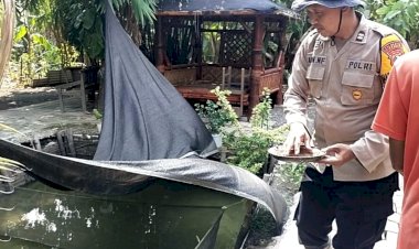 Budidaya-Ikan-Nila-Warga-Desa-Terung-Wetan-Dukung-Asta-Cita-Presiden-Prabowo-di-Sektor-Ketahanan-Pangan