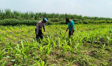 POLRESTA-SIDOARJO-|-Warga-Manfaatkan-Lahan-Kosong,-Bhabinkamtibmas-Desa-Kesambi-Dukung-Ketahanan-Pangan-Lewat-Penanaman-Jagung