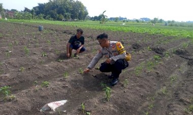POLRESTA-SIDOARJO-|-Sinergi-Polisi-dan-Petani-di-Kecamatan-Krembung-Dorong-Panen-Hortikultura-Sukses