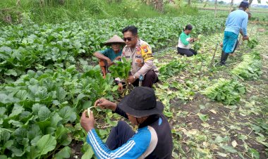 POLRESTA-SIDOARJO-|-Polisi-Bantu-Petani-Panen-Sawi,-Dukung-Ketahanan-Pangan-di-Desa-Lemujut-Krembung