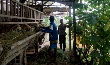 Kolaborasi-Polisi-dan-Warga-Optimalkan-Perawatan-Kambing-Dukung-Ketahanan-Pangan