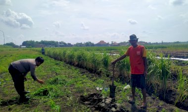 Kanit-Binmas-Polsek-Prambon-Tinjau-Lahan-P2B-di-Desa-Jatikalang