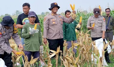 Kapolsek-Balongbendo-Ajak-Elemen-Terkait-Tinjau-Perkembangan-Tanaman-Jagung-Dukung-Ketahanan-Pangan