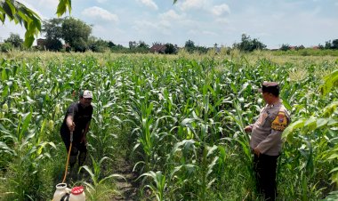 Polsek-Tulangan-Siapkan-Tanaman-Jagung-untuk-Ketahanan-Pangan-Polresta-Sidoarjo