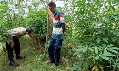 Bhabinkamtibmas-Banjarwungu-Polsek-Tarik-Bersama-Warga-Tinjau-Perkembangan-Tanaman-Singkong-di-Lahan-P2B