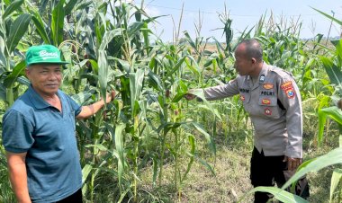 Masifkan-Swasembada-Pangan-dengan-Mengelola-Tanaman-Jagung-di-Desa-Prambon