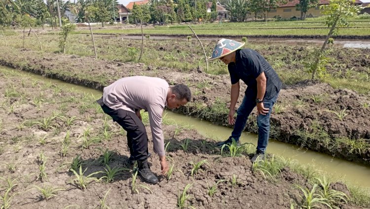 Polsek Wonoayu Cek Perkembangan Jagung di Desa Popoh, Wujudkan Swasembada Pangan