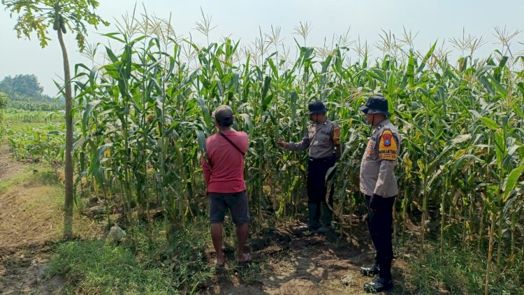 Polsek Balongbendo Dampingi Petani Rawat Jagung Hibrida Wujudkan Swasembada Pangan