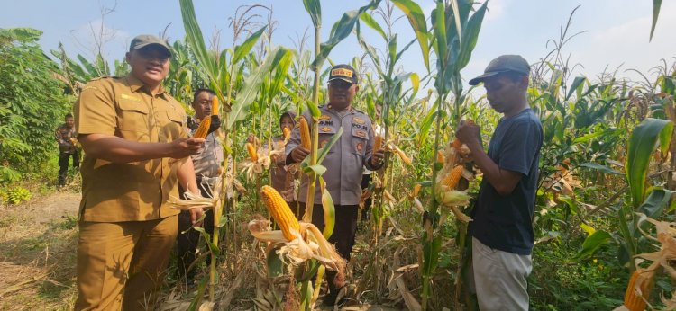 Panen Jagung Polsek Gedangan Perkuat Swasembada Pangan 2026, Wujud Nyata Polisi Cinta Petani di Sidoarjo