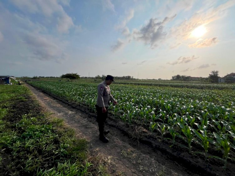 Polsek Prambon Pantau Jagung Desa Bulang Jelang Tahap Pemupukan