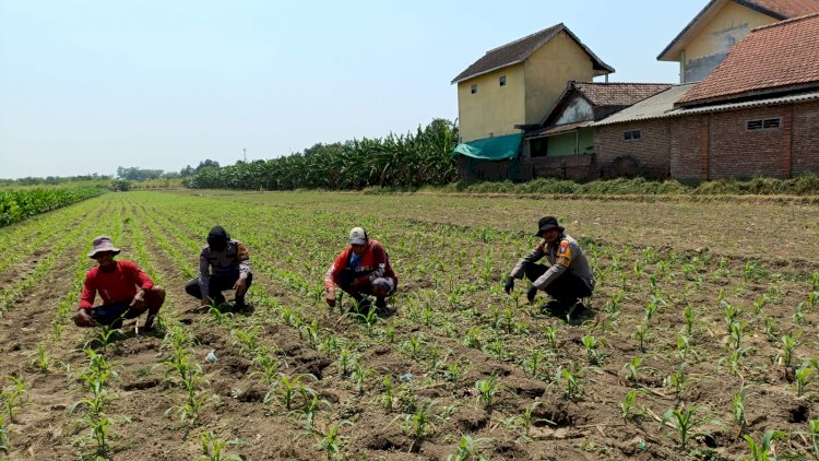 Polisi Dampingi Petani Jagung Hadapi Kemarau, Andalkan Pompa Air Antisipasi Kekeringan